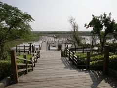 -大湾区中央湿地公园