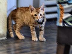 -阿sir咖啡(陶谷新村店)