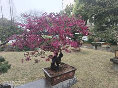 -上海醉白池公园