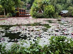 -中国科学院西双版纳热带植物园
