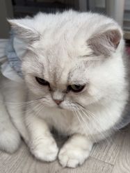 点击看大图 -熙画美上门化妆·化妆课·新娘跟妆(上海体育场店)