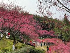 -重庆彩云湖湿地公园
