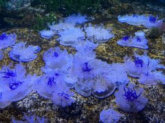 -瑞普利水族馆