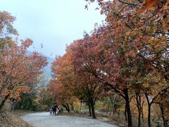 -国家植物园南园