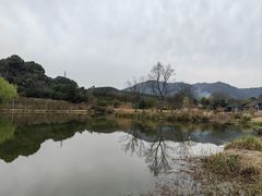 -龙坞茶村