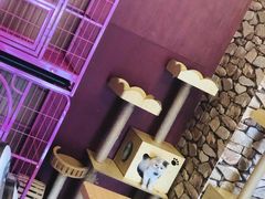 -猫咪咖啡店(新城大街店)