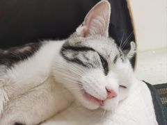 -纳吉亚猫专科动物诊疗中心(蒋宅口分院)