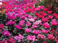 -石家庄市植物园