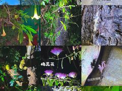 -中国科学院西双版纳热带植物园