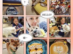 -逗柴咖啡屋·狗咖猫咖宠物桌游