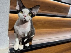 -琪喵猫屋·撸猫猫咖·猫舍