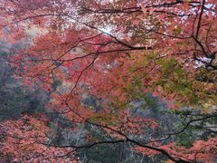 -凤凰山国家森林公园