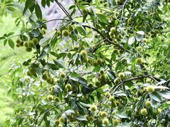 -楠溪江风景名胜区