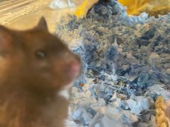 -Pets First伊珊娜洗护·精致美容·家庭式寄养(新会路店)