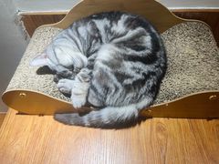 -有猫主题·治愈系猫咖(曾厝垵店)