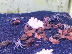 -芜湖新华联大白鲸海洋公园