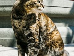 -龙华寺