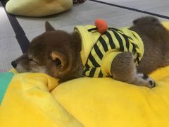 -逗柴咖啡屋·狗咖猫咖宠物桌游