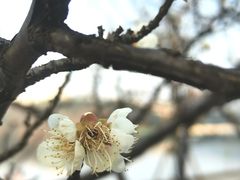 -梅溪湖城市岛