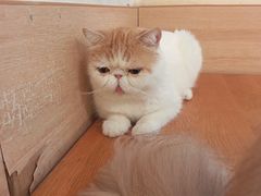 -滚猫咖啡·猫咖·猫友好撸猫(未来城店)