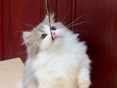 -猫十亿·布偶金渐层·曼基康矮脚猫舍(青年路店)