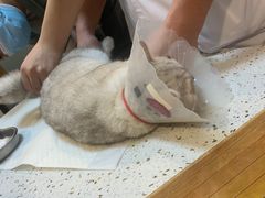 -宠爱国际动物医院·消化内科·心肾内科·ISFM猫友好(望京店)