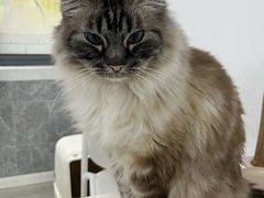 -喵的天空名猫咖啡馆·撸猫·猫舍·用品