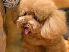 -more than meow吴止猫主题餐厅(承德 中船汇店)