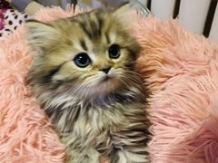 -太原东方动物医院(小店分院)