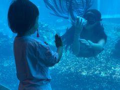 -海棠湾洲际-涛·海底餐厅·美人鱼·自助餐·海底隧道