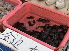 -大湾区中央湿地公园-十九涌