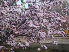 -海棠花溪(元大都城垣遗址公园)