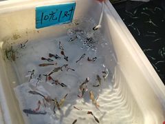 -清平路水族市场