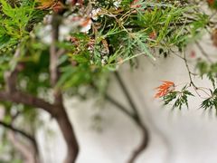 -静安公园(静安寺街道)