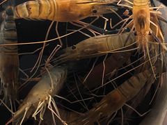 -DGE季风钓虾营地·团建·聚会
