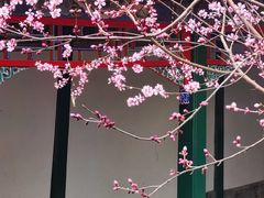 -颐和园