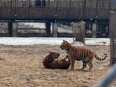 -横道河子东北虎林园