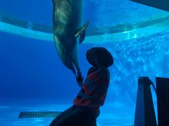 -西海国立公园九十九岛水族馆