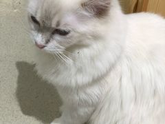-藏猫猫咖啡主题馆(中央大道店)