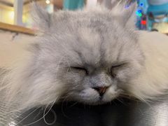 -猫小院猫主题咖啡厅(北锣店)