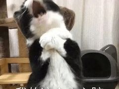 -清真·锦翔炝锅鱼(明德门店)