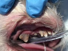 -拜鲁耶动物诊疗中心·宠家动物医院