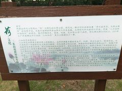 -陈家山荷花公园