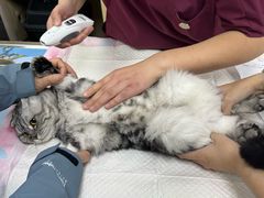 -美联众合动物医院·24h转诊中心