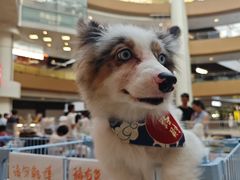 -上海长风大悦城