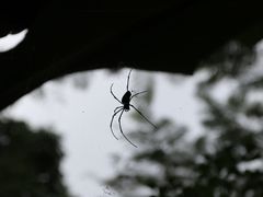 -呀诺达热带雨林