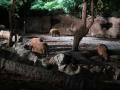 -清迈夜间动物园