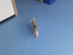 -博特宠物医院24h犬猫全科.骨科·异宠