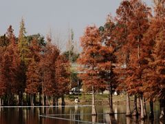-白鹭湾湿地公园