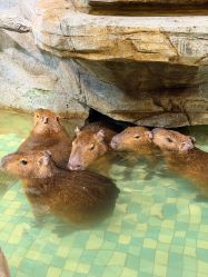 -Zoolung Zoolung动物主题公园(海信广场店)